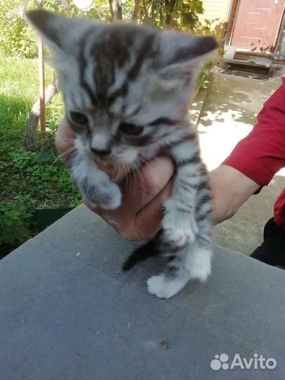 Котенок в дар бесплатно
