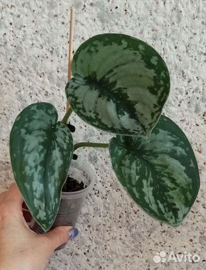 Сциндапсусы, эпипремнумы редкие сорта