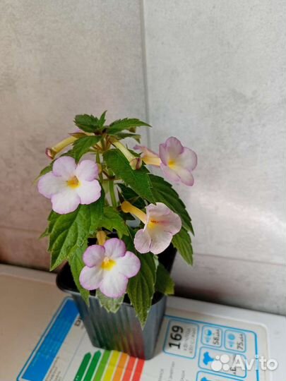 Ахименесы комнатные растения