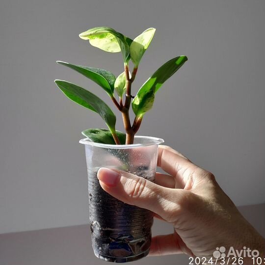 Пеперомия туполистная вариегатная