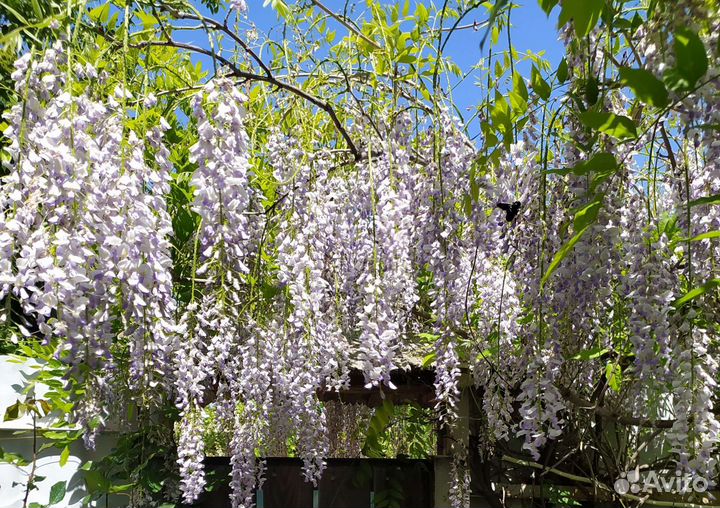 Глициния, олеандр, магония, юкка - Многолетники