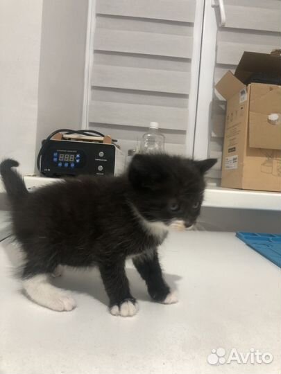 Котенок