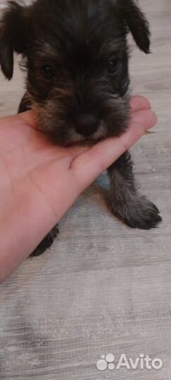 Цвергшнауцер