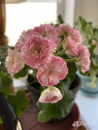 Пеларгония герань