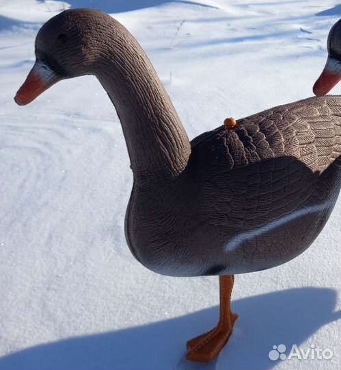 Рабочие гуси для охоты