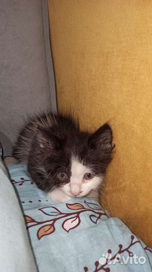 Котята в добрые руки 1 месяц