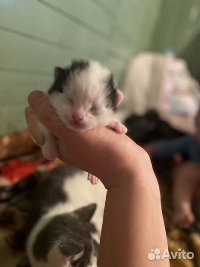Котенок ищет семью, дом,друга черно-белый пушистик