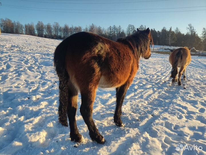 Жеребчик, 2023 года рождения