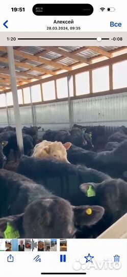 Бычки на откорм возрасте 8-10 мес