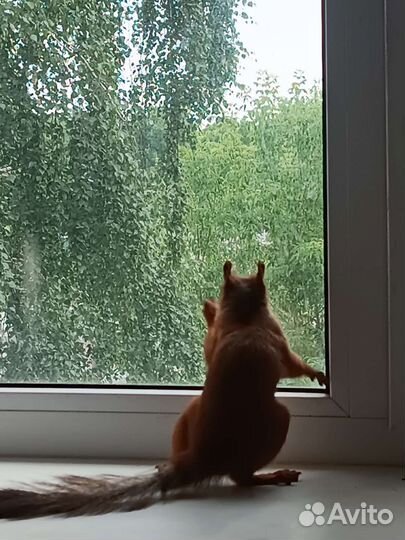 Белка