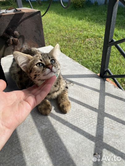 Котята саванна Ф1, девочка