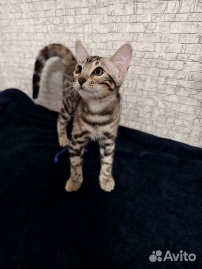 Бенгальская девочка