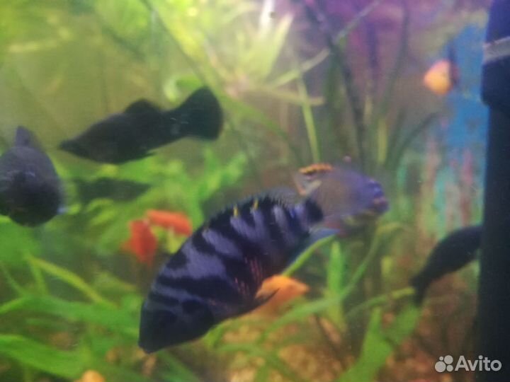 Цихлида чернополосая пара