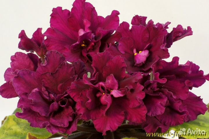 Фиалка ек - Рубин Цезаря