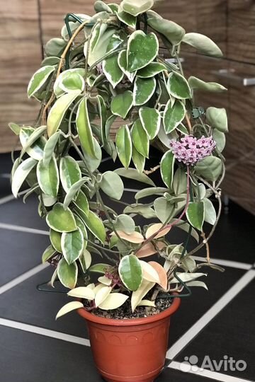 Хойя кримсон квин