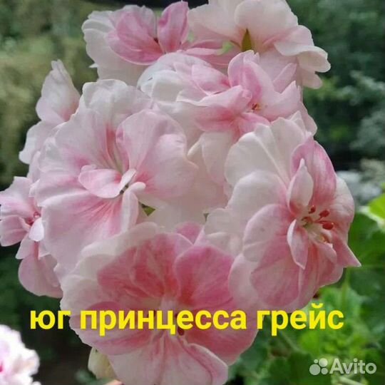 Пеларгония герань