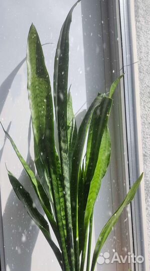 Сансевиерия