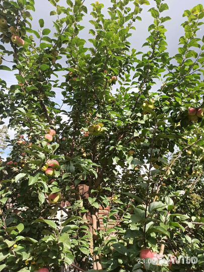 Саженцы яблони