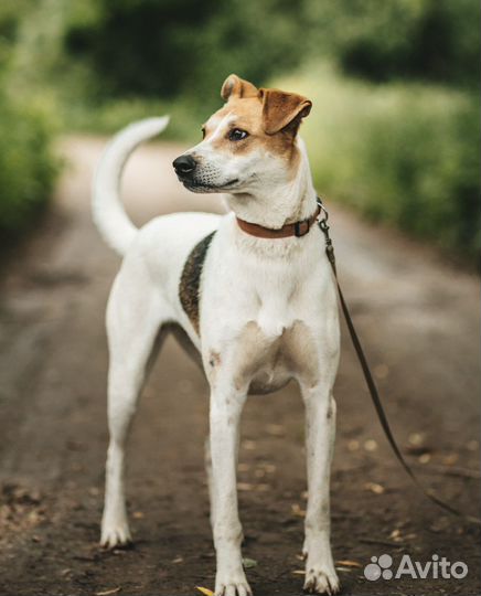 Собака с ангелом на мордочке в дар