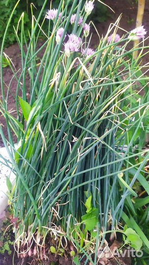 Лук шнитт, слезун