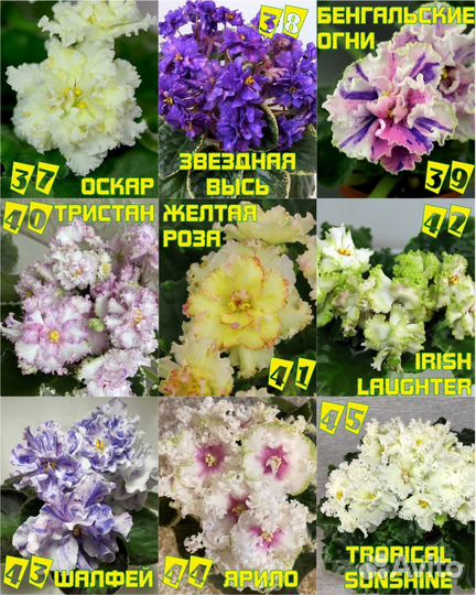 Сортовые фиалки