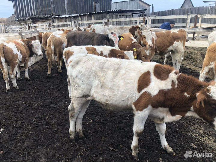 Бычки и телочки от 2 до 7 месяцев