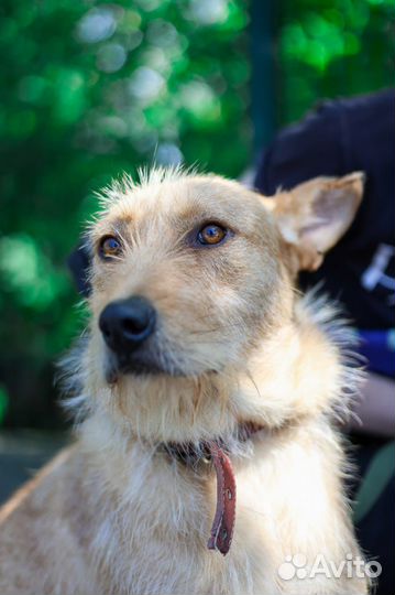 Вуди наш новенький,молоденький,пока испуганный