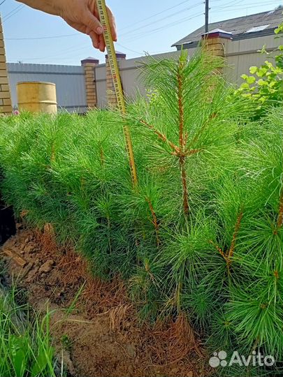 Саженцы сибирского кедра