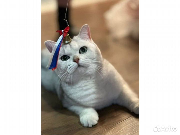 Серебристые котики