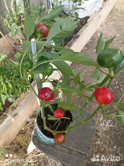 Острый перец в горшке