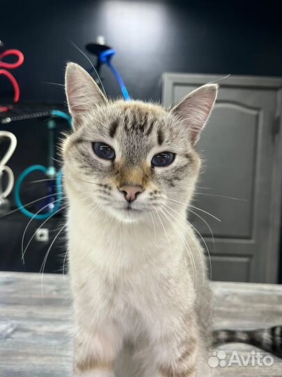 Найдена кошка