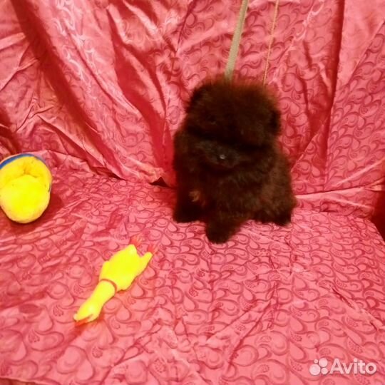 Померанский шпиц