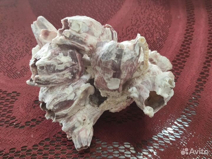 Морской коралл