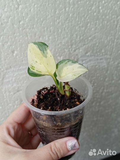 Комнатные растения