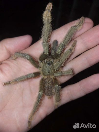 Паук птицеед Lampropelma sp.(Borneo Black)