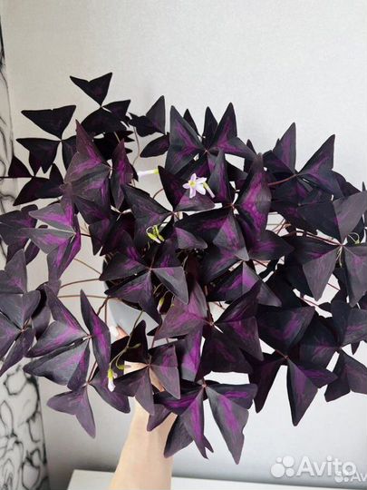 Кислица (оксалис) фиолетовый/ цветок-бабочка