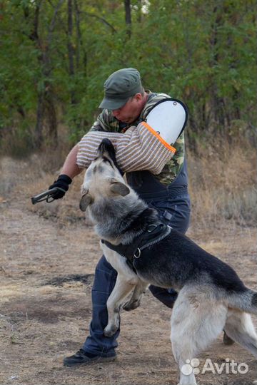 Услуги кинолога