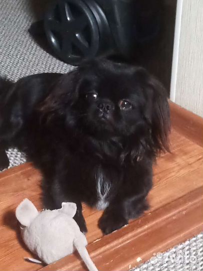 Вязка пекинес