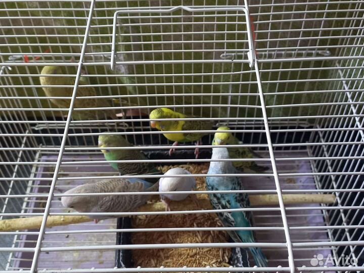 Волнистый попугай