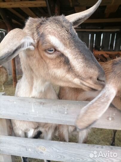 Козел вязка