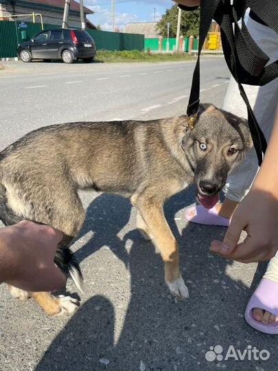 Ральф ищет дом