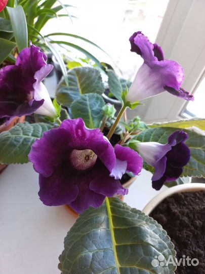 Глоксиния комнатные цветы растения клубни кусты