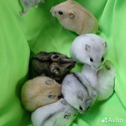 Джунгарские хомячки эксклюзивных окрасов