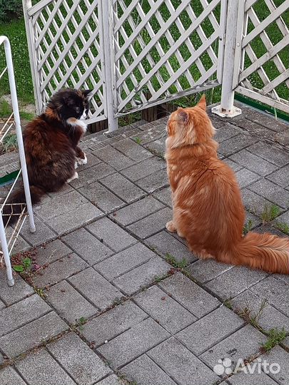 Контактный зоопарк