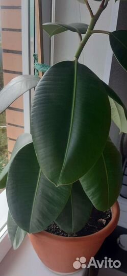 Фикус каучуконосный