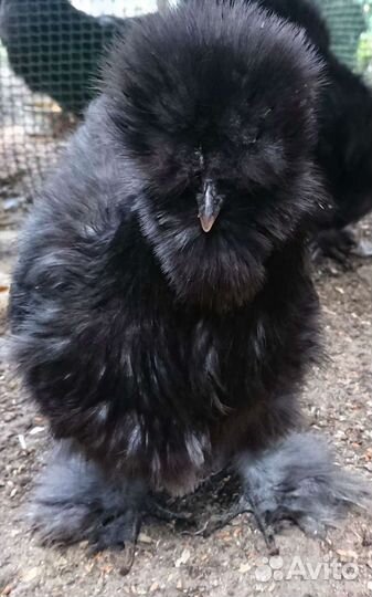 Китайская Шелковая Петухи молодые