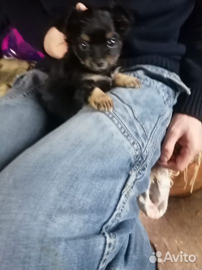 Щенки чихуахуа мини