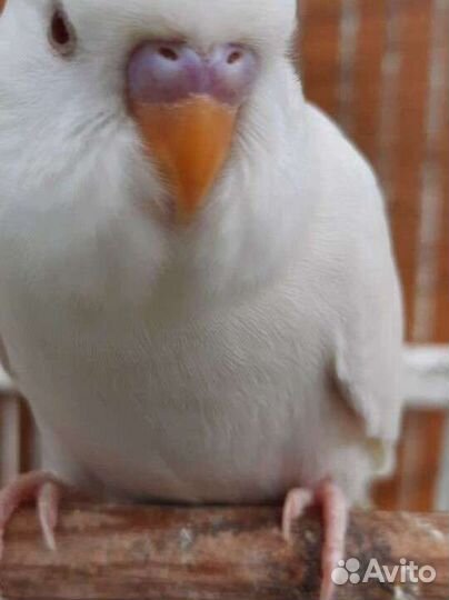 Волнистые попугайчики