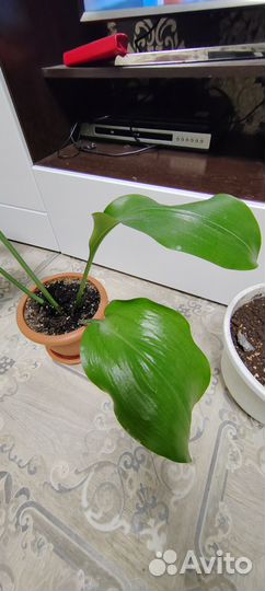 Продам цветы комнатные