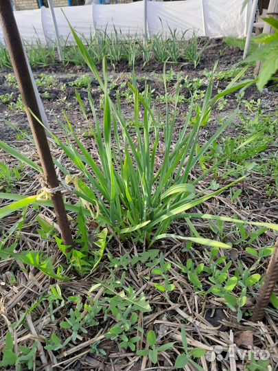 Чеснок на посадку,щавель,петрушка